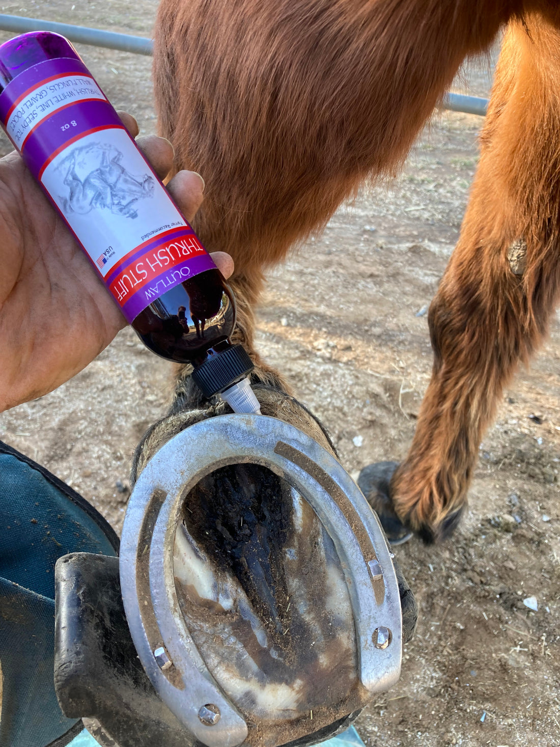 Antiseptic and Astringent Treatment for Severe Thrush in Horses