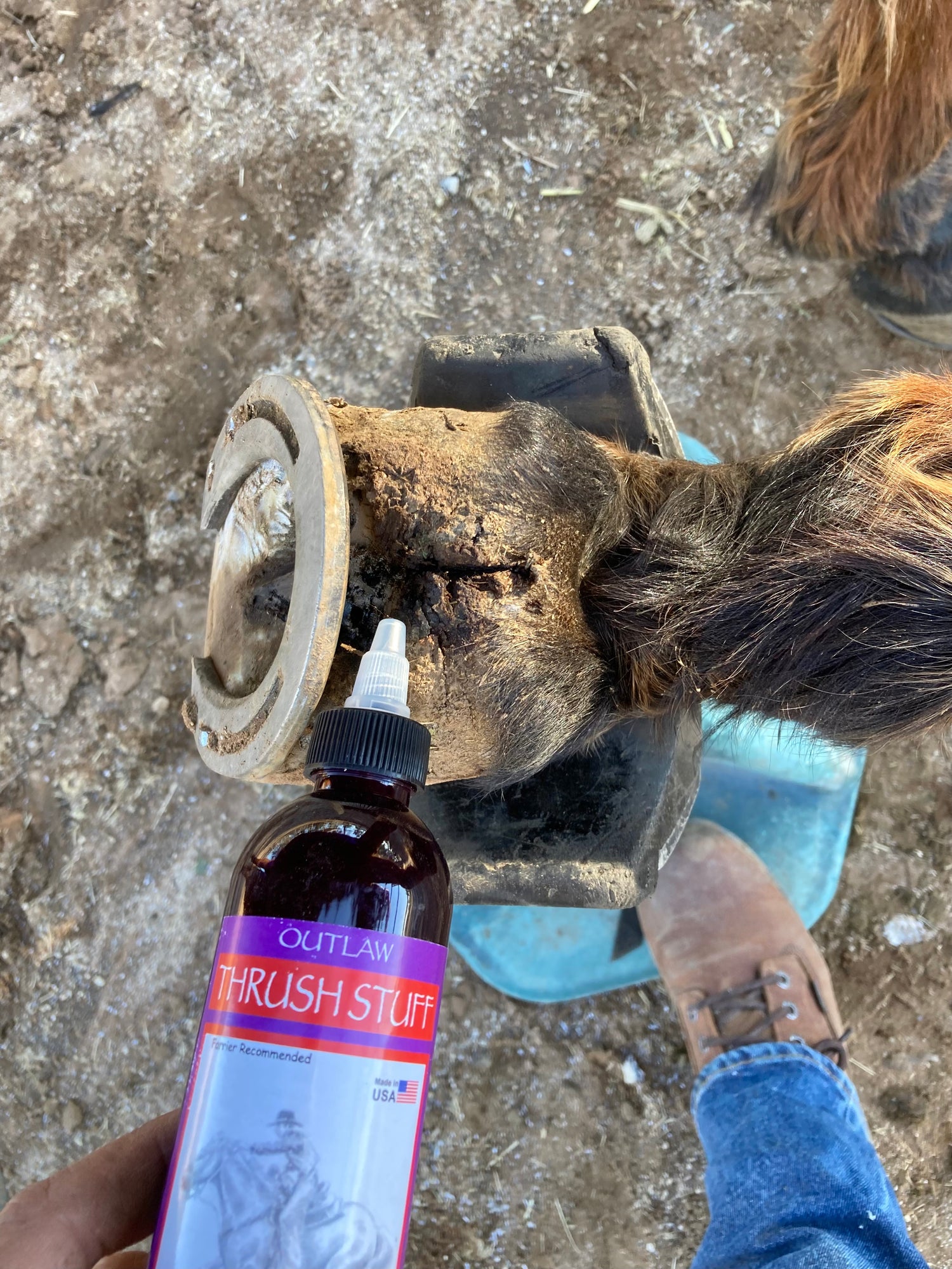 Sheared heels causing pain in the bulbs of the hoof can cause extreme pain with every step Outlaw Thrush treatment new formula is designed for advanced tissue repair and relief. 