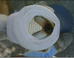 Outlaw Laminitis Founder Hoof Comfort Pad for Horses