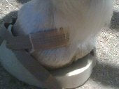 Outlaw Laminitis Founder Hoof Comfort Pad for Horses