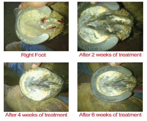 Outlaw Equine Hoof Canker Care - Horse Canker and Severe Hoof Conditions